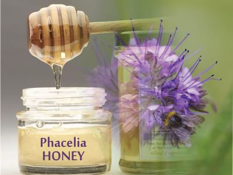 Phacelia-Honey