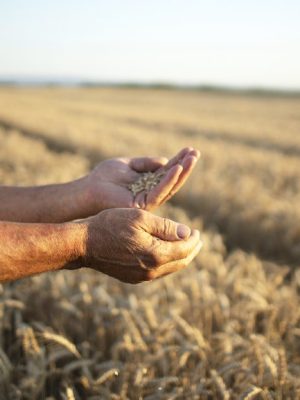 farmers-hands-wheat-crops-field-800x622