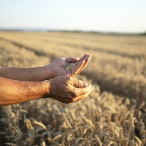 farmers-hands-wheat-crops-field-800x622