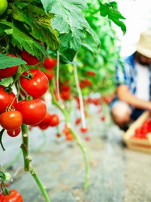 organic-food-farm-1-800x622