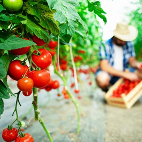 organic-food-farm-1-800x622